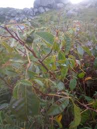 Image result for Berkheya johnstoniana