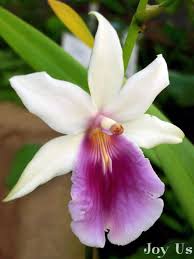 Pin On Kwiat Orchidea 9