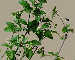 Image result for Solanum