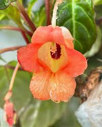 Image result for Impatiens stuhlmannii