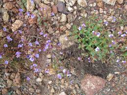 Image result for Crepidorhopalon