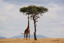 Davon, wie sieht ein akazienbaum aus? Afrika Junior Akazien Die Cleveren Baume Der Savanne