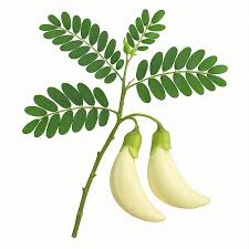 Image result for Sesbania