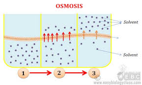 Osmosis occurs in the direction opposite to that in which diffusion occurs. Difference Between Diffusion And Osmosis Easy Biology Class