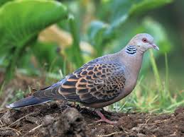 Also, like a turtle dove, he will never find a new love. Oriental Turtle Dove Ebird Taiwan