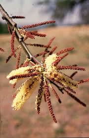 Image result for Acacia goetzei
