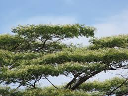 Image result for Albizia falcataria