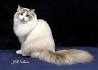 Differences Between Ragdoll & Ragamuffin Cats - Pets