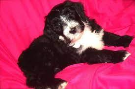 Mount vernon german shepherd breeding classified ads of the german shepherd dogs and puppies for sale near paris, ky. Sheepadoodle Puppy With Free Air Shipping For Sale In Lexington Kentucky Classified Americanlisted Com