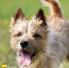Fluffy dogs come in small and large, with a variety of breeds sporting big fluffy coats. Small Dogs That Don T Shed