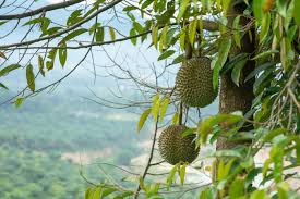 You can change your ad preferences anytime. Where Do Black Thorn Durians Come From