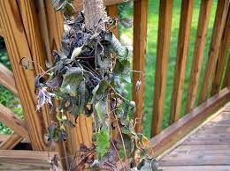 We did not find results for: How To Treat For Clematis Wilt The Garden Of Eaden