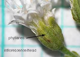 Image result for Ageratinastrum