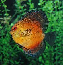 How To Feed A Discus Fish Discus Aquarium Discus Fish Discus