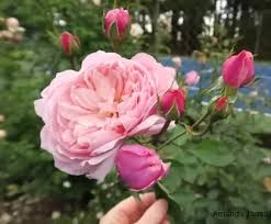 Content provided courteous of david austin wedding roses. Types Of Roses The Garden Website Com
