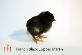 The breed was named marans after the. Hoover S Hatchery