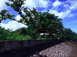 Beach Barrier And Shady Trees At Labuhan Aji Beach Temukus Village North Bali Indonesia Shady Tree Nature Photography Shady