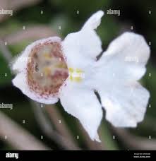 Image result for Diclis