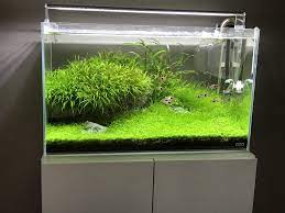 Ada 60p Iwagumi R Plantedtank Idees D Aquarium Aquarium Terrariums