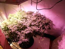 We did not find results for: Leds Vs Lec Donaldj Lights Ventilation I Love Growing Marijuana Forum By Robert Bergman
