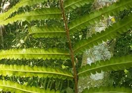 Image result for Cyclosorus interruptus