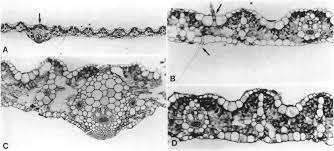 Image result for Panicum adenophorum