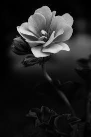 Pin By Cheryl Smith On Black White Beautiful Flowers Black And White Flowers Pretty Flowers