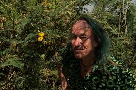 Image result for Aeschynomene elaphroxylon