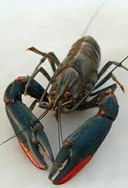 Check spelling or type a new query. 23 Makanan Atau Pakan Lobster Air Tawar Yang Baik Bila Anda Memelihara Lobster Air Tawar Baik Itu Budidaya Maupun Ikan Hias Te Ikan Air Tawar Ikan Air Tawar