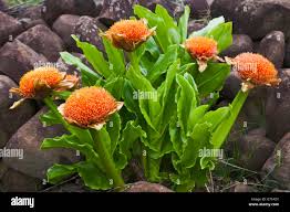 Image result for Scadoxus puniceus