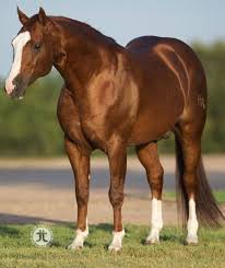 Quarter Horse Horses Aqha Horses Quarter Horse