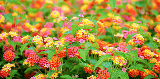 Maybe you would like to learn more about one of these? The Best Shrubs And Plants For Florida Landscaping Living Color Garden Center