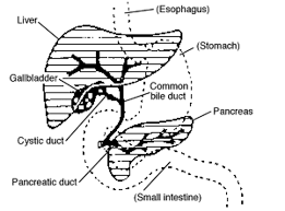 If you want to know how to say pan in malay, you will find the translation here. Pankreas Definition And Synonyms Of Pankreas In The Malay Dictionary