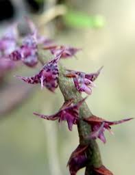 Image result for Bulbophyllum expallidum