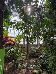 Image result for Aiphanes horrida