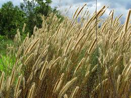 Image result for Setaria sphacelata