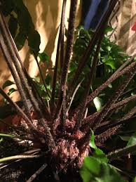 Image result for Asplenium gemmiferum