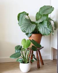 Monstera Deliciosa Calathea Orbifolia Houseplants Plants House Plants Indoor Indoor Plants