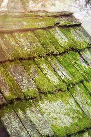 Blog Gardening Telhados Musgo Cores