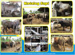 Oktober 30, 2010 in proposal penawaran hewan kurban. Surat Penawaran Pengadaan Hewan Qurban 1438 H 2017 M