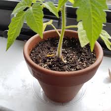We did not find results for: Why Are My Indeterminate San Marzano Tomato Plant S Leaves Turning Yellow Gardening Landscaping Stack Exchange