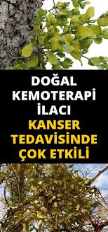 Avrupalilarca Kanser Tedavisinde Kullanilan Ve Kemoterapi Ilaci Uretilen Onemli Bir Bitkimiz Natural Cures Diet And Nutrition Health