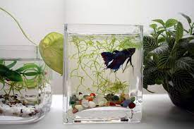2020 popular 1 trends in home & garden, automobiles & motorcycles with betta bowl and 1. Why Betta Bowls Are Bad Aquariadise