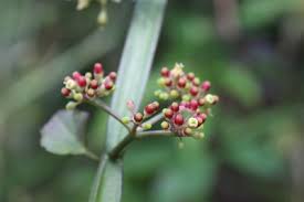 Image result for Cissus humbertii