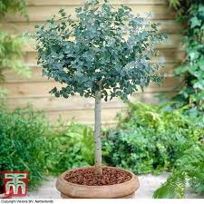 Eucalyptus globulus, commonly known as southern blue gum or blue gum, is a species of tall, evergreen tree endemic to southeastern australia. Eucalyptus Gunnii Standard Thompson Morgan