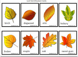 Printable Leaf Identification Chart And Cards Set Leaf Identification Chart Leaf Identification Leaf Identification Cards