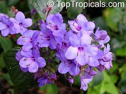 Image result for Eranthemum pulchellum