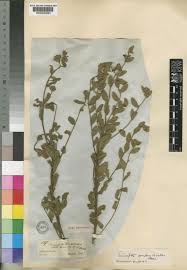 Image result for Triumfetta trichocarpa