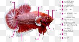 Maybe you would like to learn more about one of these? Ikan Cupang Unduh Gratis Siamese Fighting Fish Koi Akuarium Ikan Mas Ikan Cupang Gambar Png