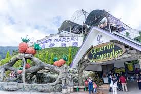 It is home to orchards, tea plantations, gardens, hiking trails beautiful landscaped garden covered with purple haze lavender is a brilliant sight to admire. Lavender Garden Cameron Highlands Pahang Crisp Of Life